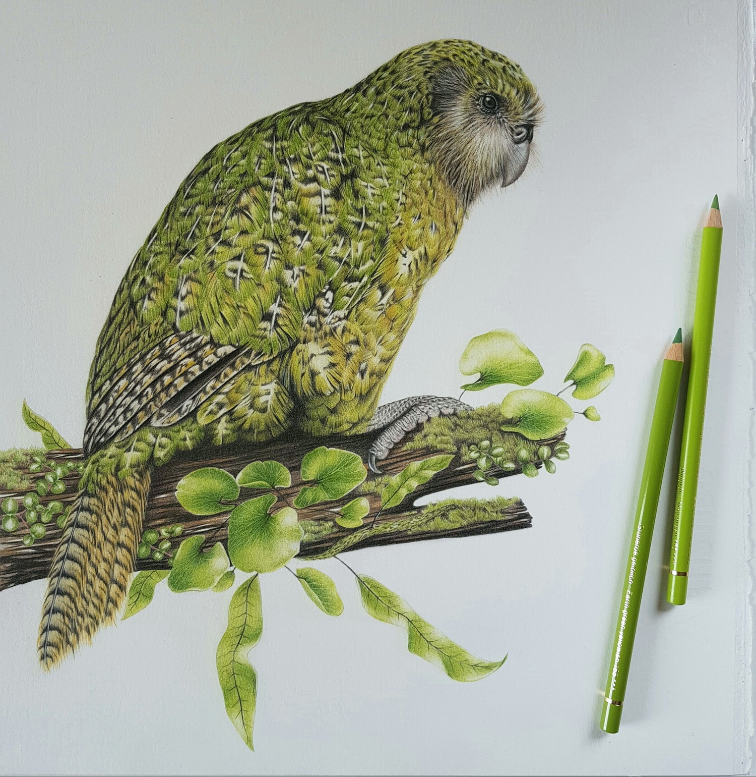 Kakapo Pencil drawing new Zealand art