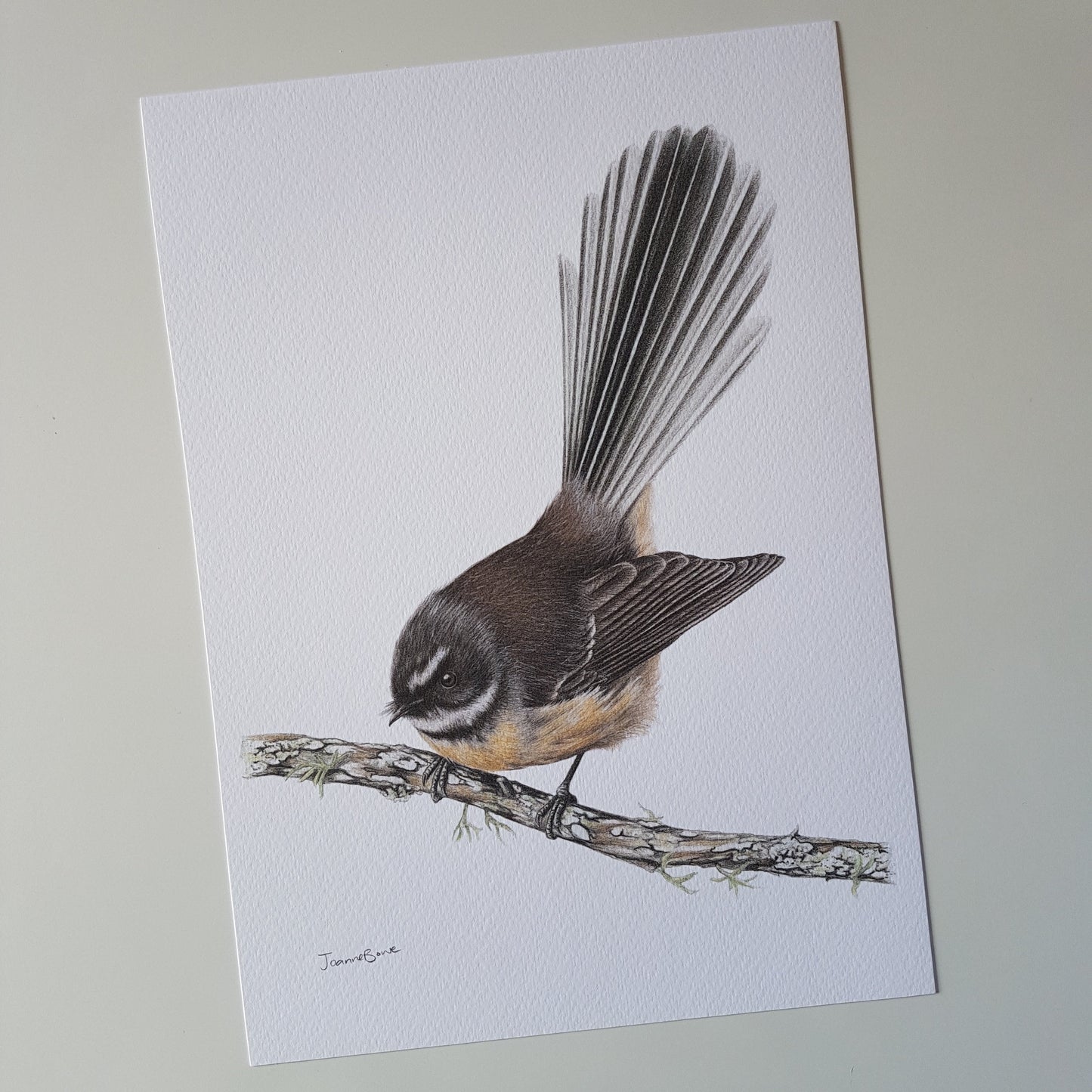 Fantail Piwakawaka - Joanne Bowe | New Zealand Artist