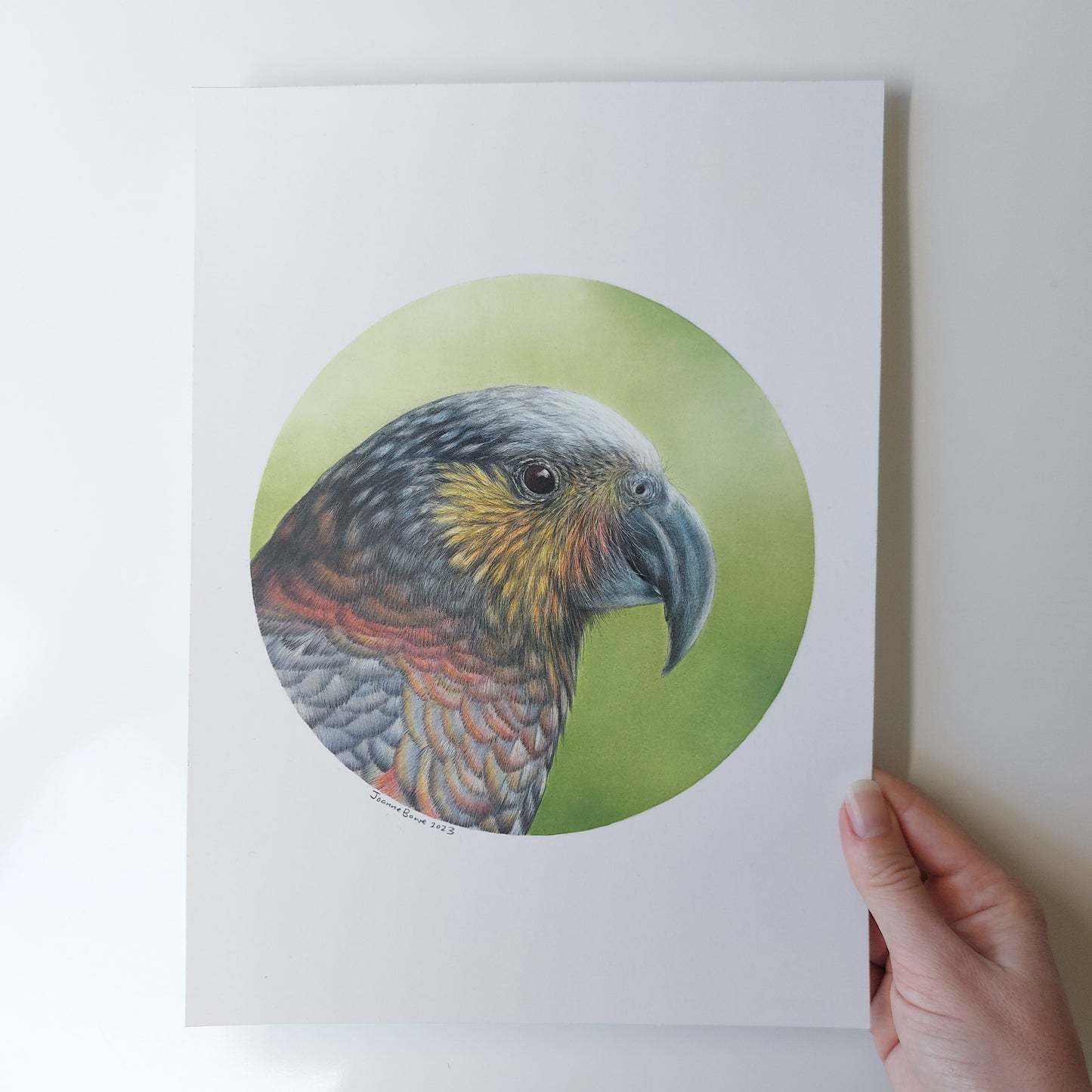 Kākā ORIGINAL - Joanne Bowe | New Zealand Artist