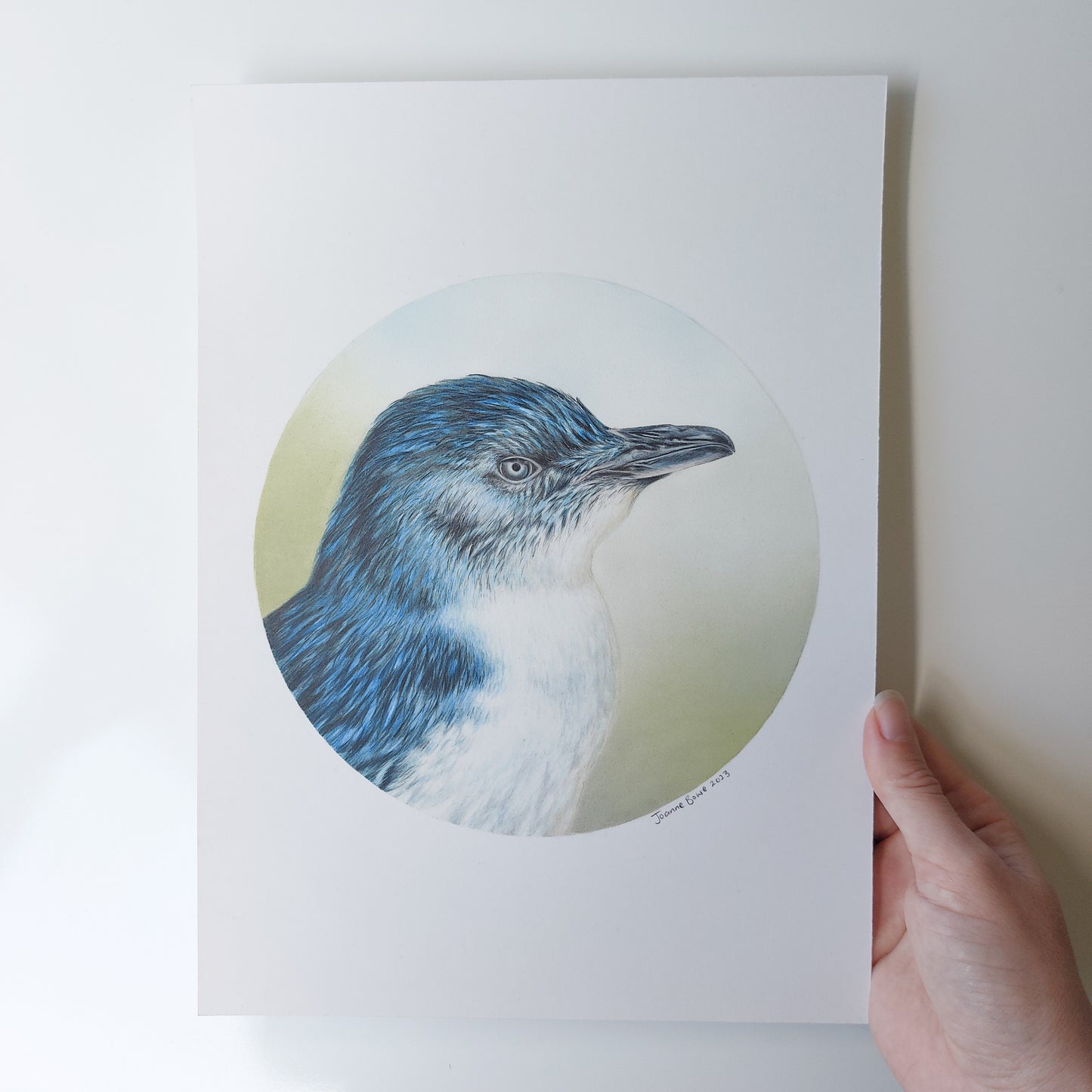 Little Blue Penguin ORIGINAL