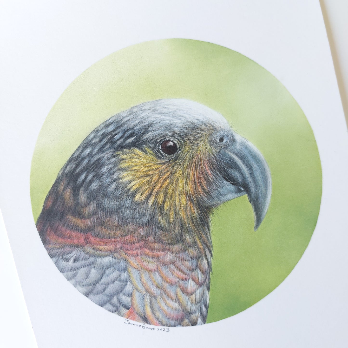 Kākā ORIGINAL - Joanne Bowe | New Zealand Artist