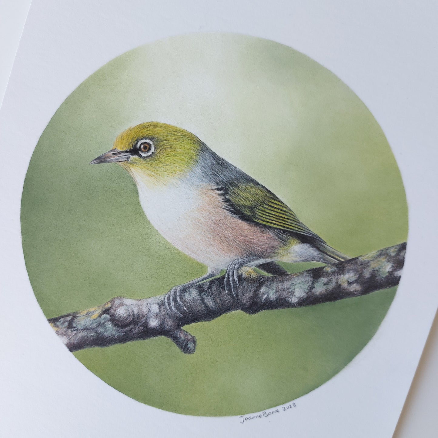 Waxeye ORIGINAL - Joanne Bowe | New Zealand Artist