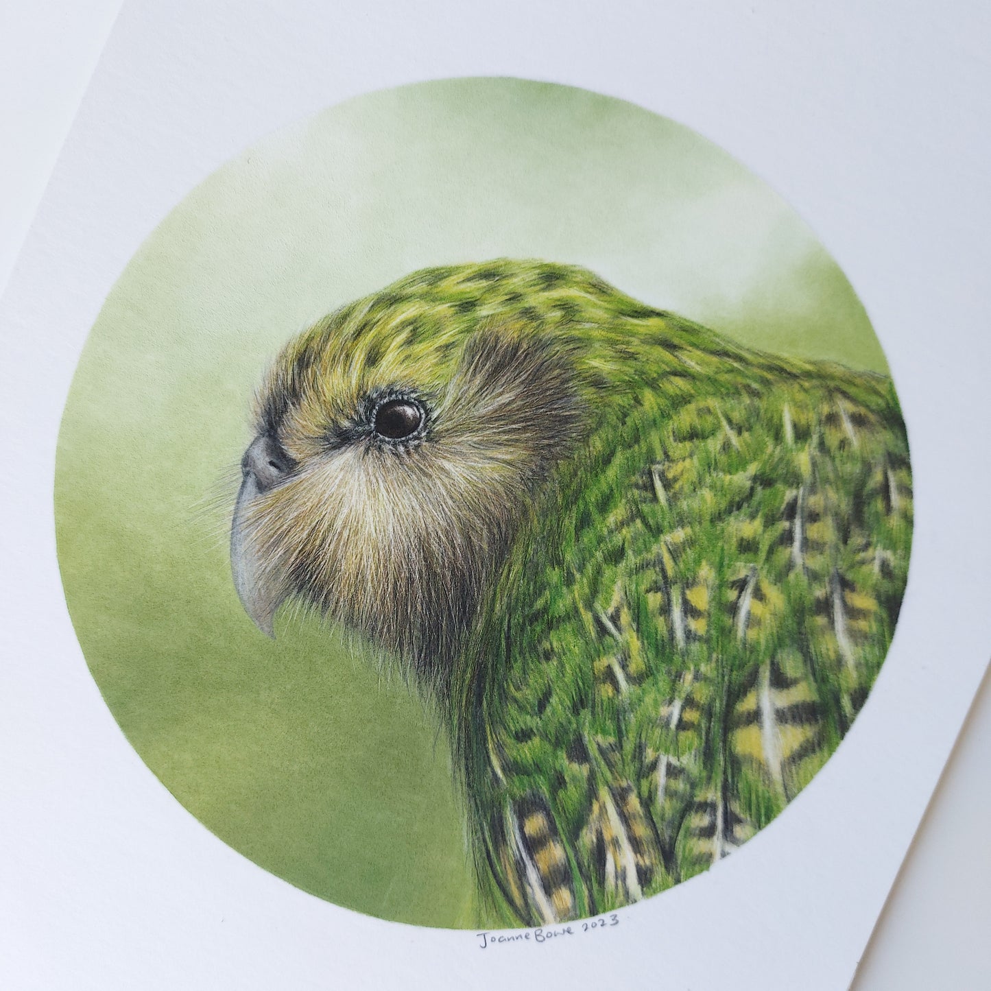 Kākāpō ORIGINAL - Joanne Bowe | New Zealand Artist