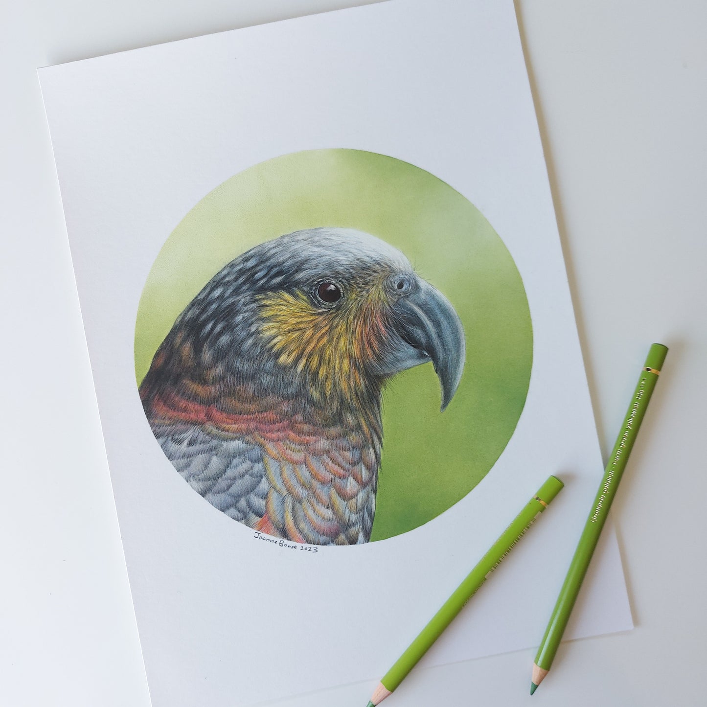 Kākā ORIGINAL - Joanne Bowe | New Zealand Artist