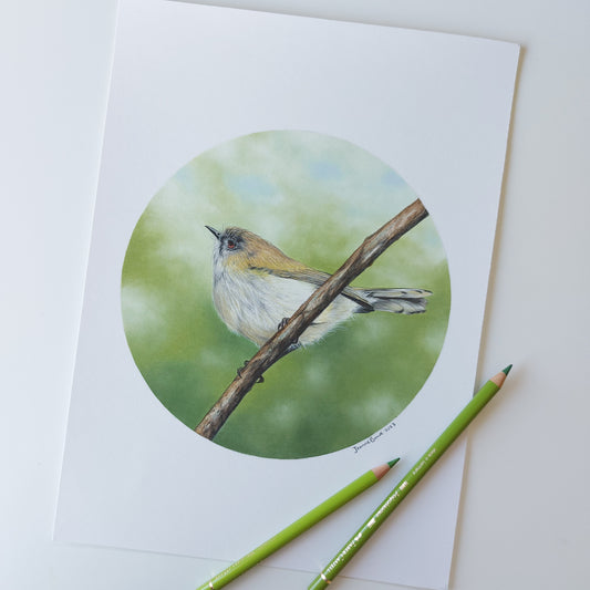 Grey Warbler ORIGINAL - Joanne Bowe | New Zealand Artist