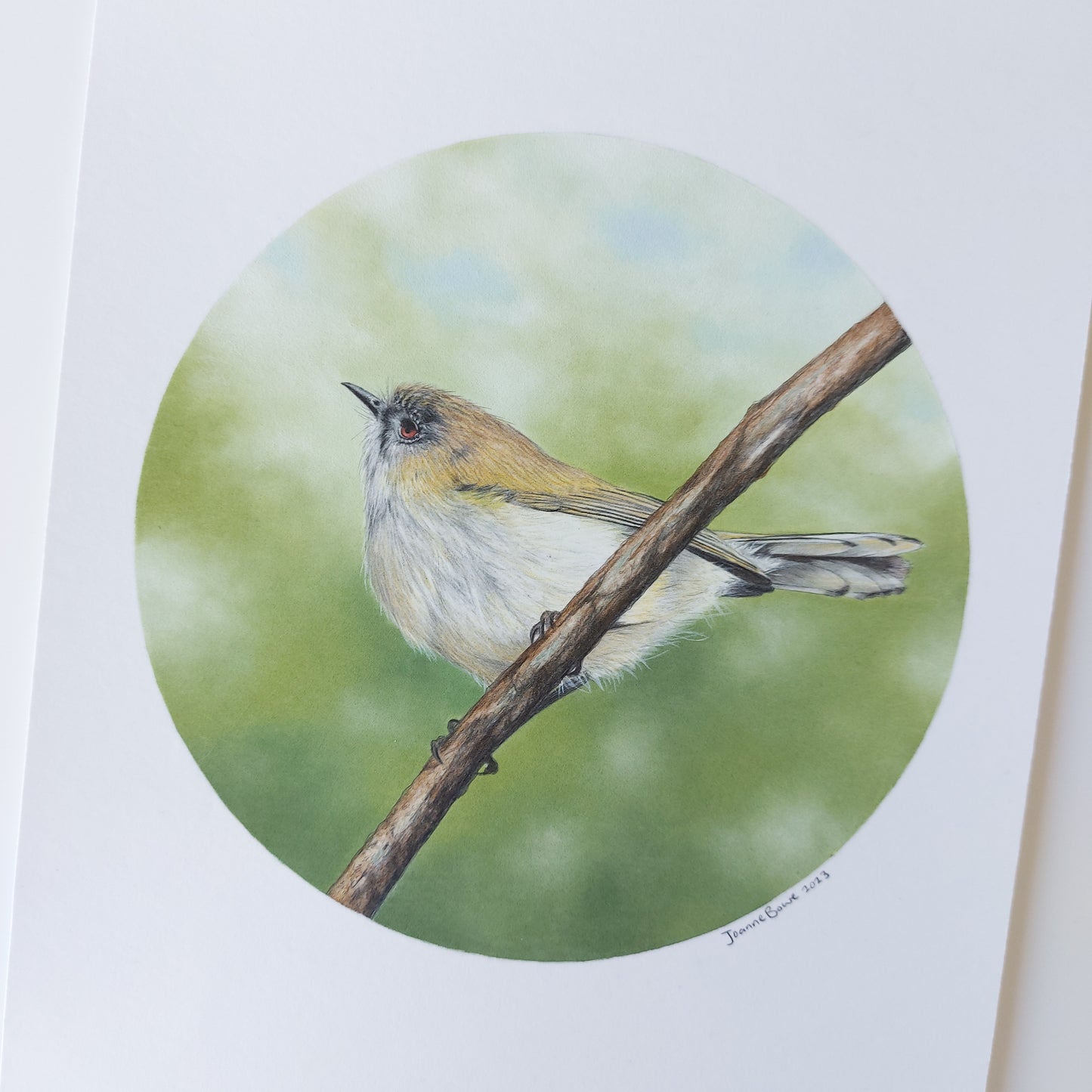 Grey Warbler ORIGINAL - Joanne Bowe | New Zealand Artist