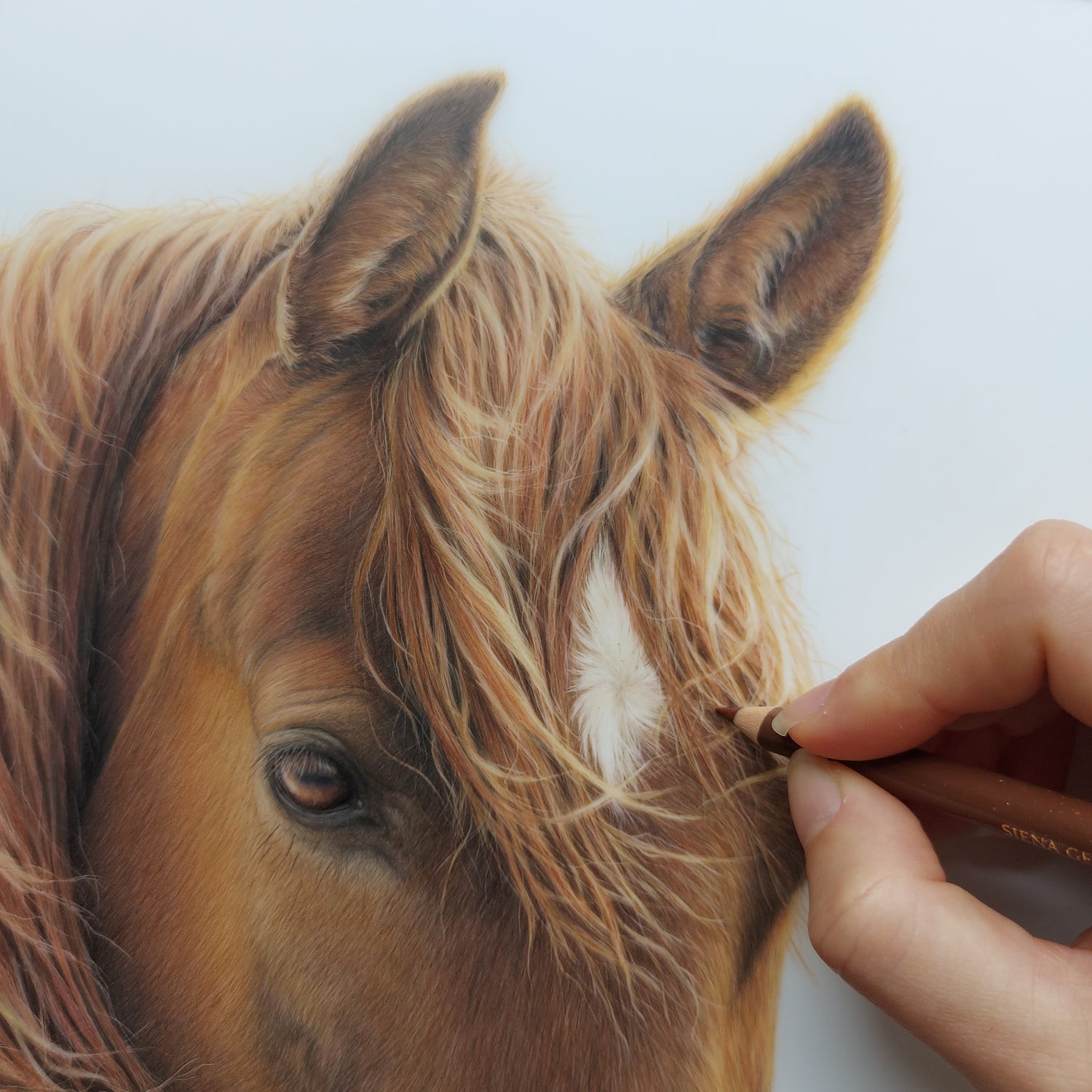 horse pencil drawing new zealand art