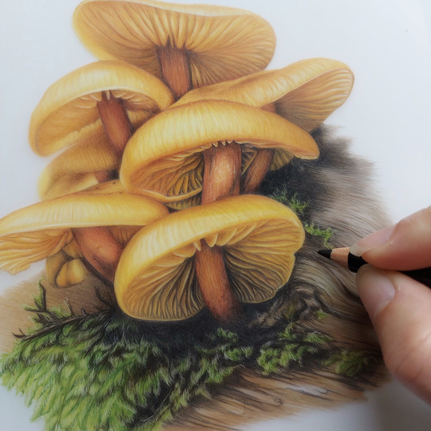 fungi pencil drawing new zealand art