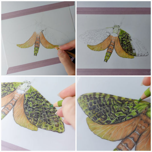 Puriri Moth - Original Pencil Artwork