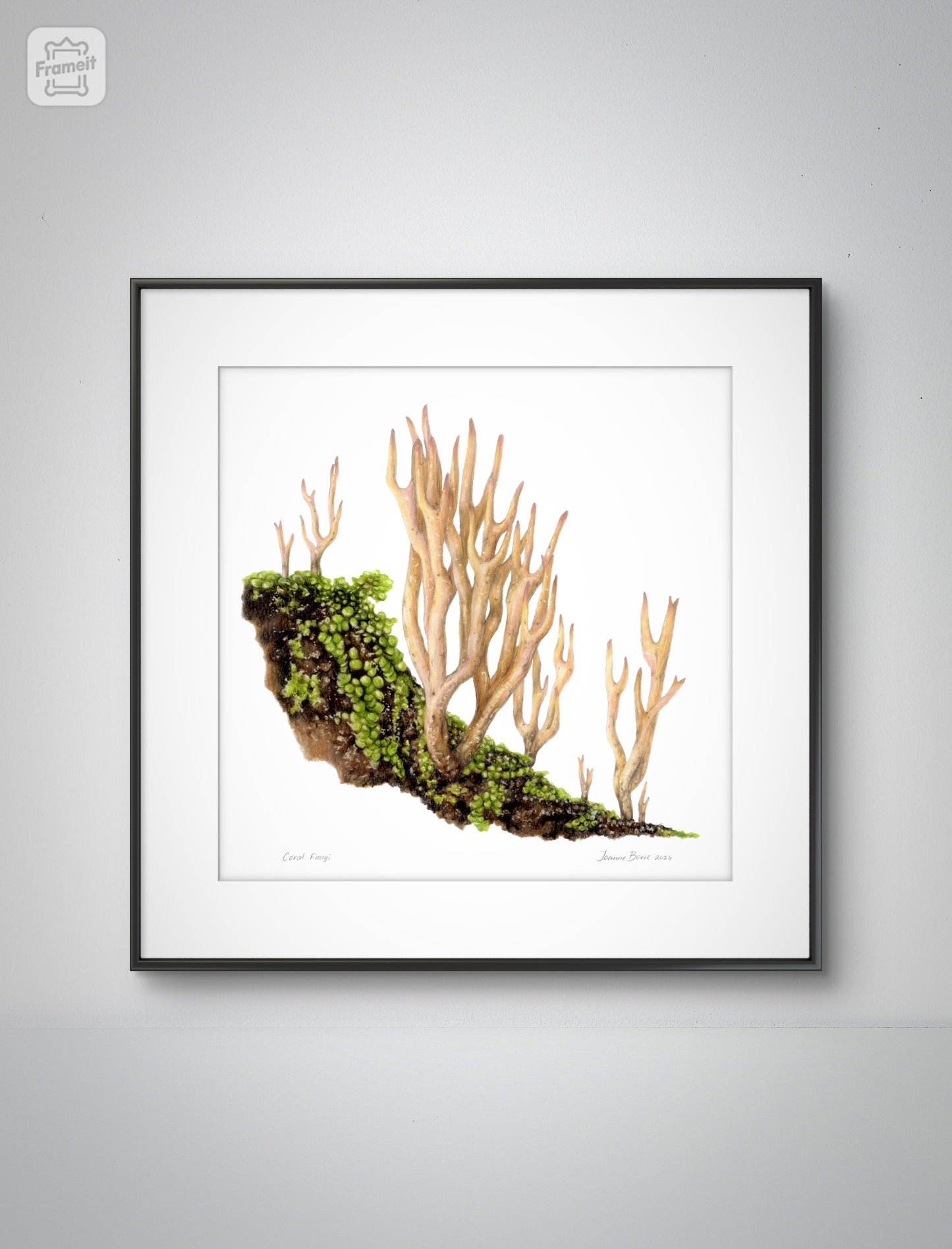 Coral Fungi - Art Print