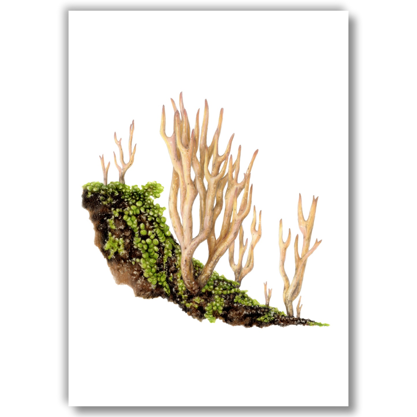 Coral Fungi - Art Print