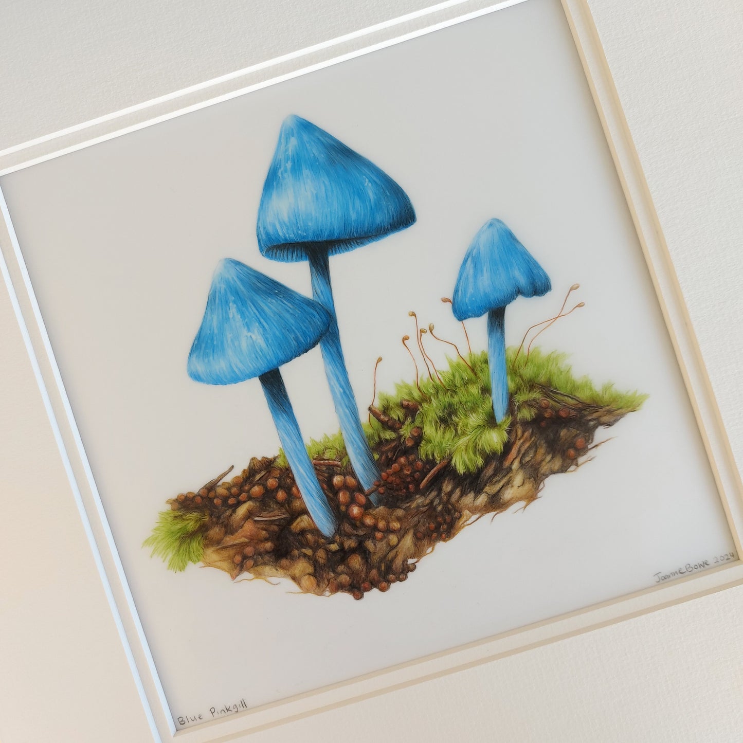 Entoloma hochstetteri blue pinkgill pencil drawing