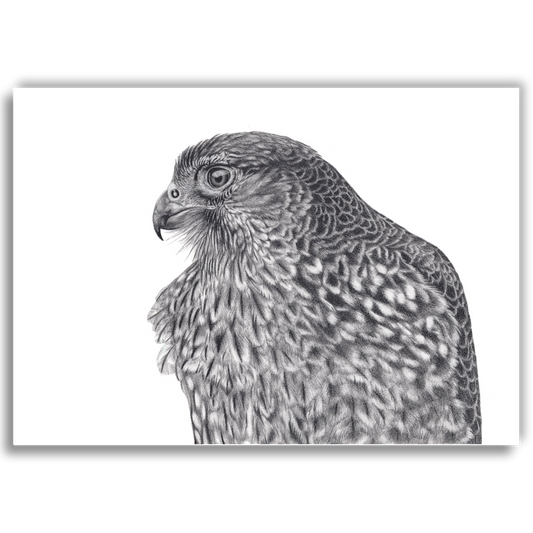 'Maia' NZ Falcon - Joanne Bowe | New Zealand Artist