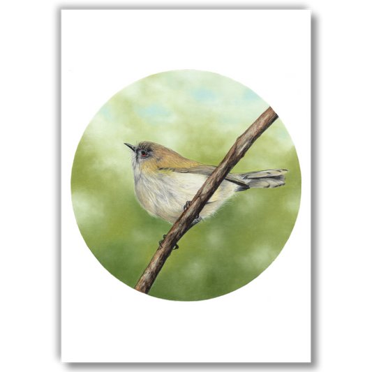 Grey Warbler (Circle Series) - Joanne Bowe | New Zealand Artist