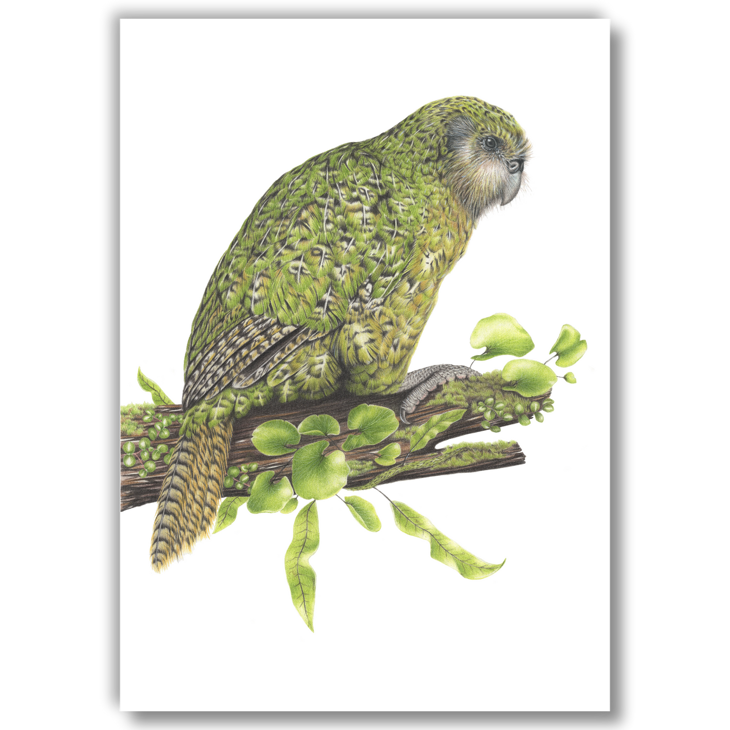 Kākāpō - Joanne Bowe | New Zealand Artist