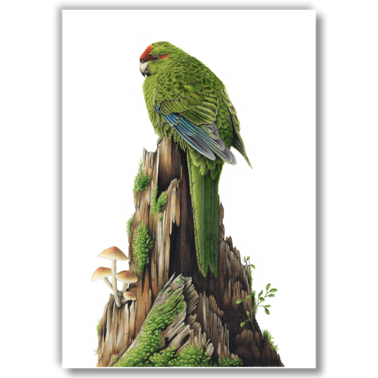 Red-Crowned Kākāriki / Parakeet - Joanne Bowe | New Zealand Artist