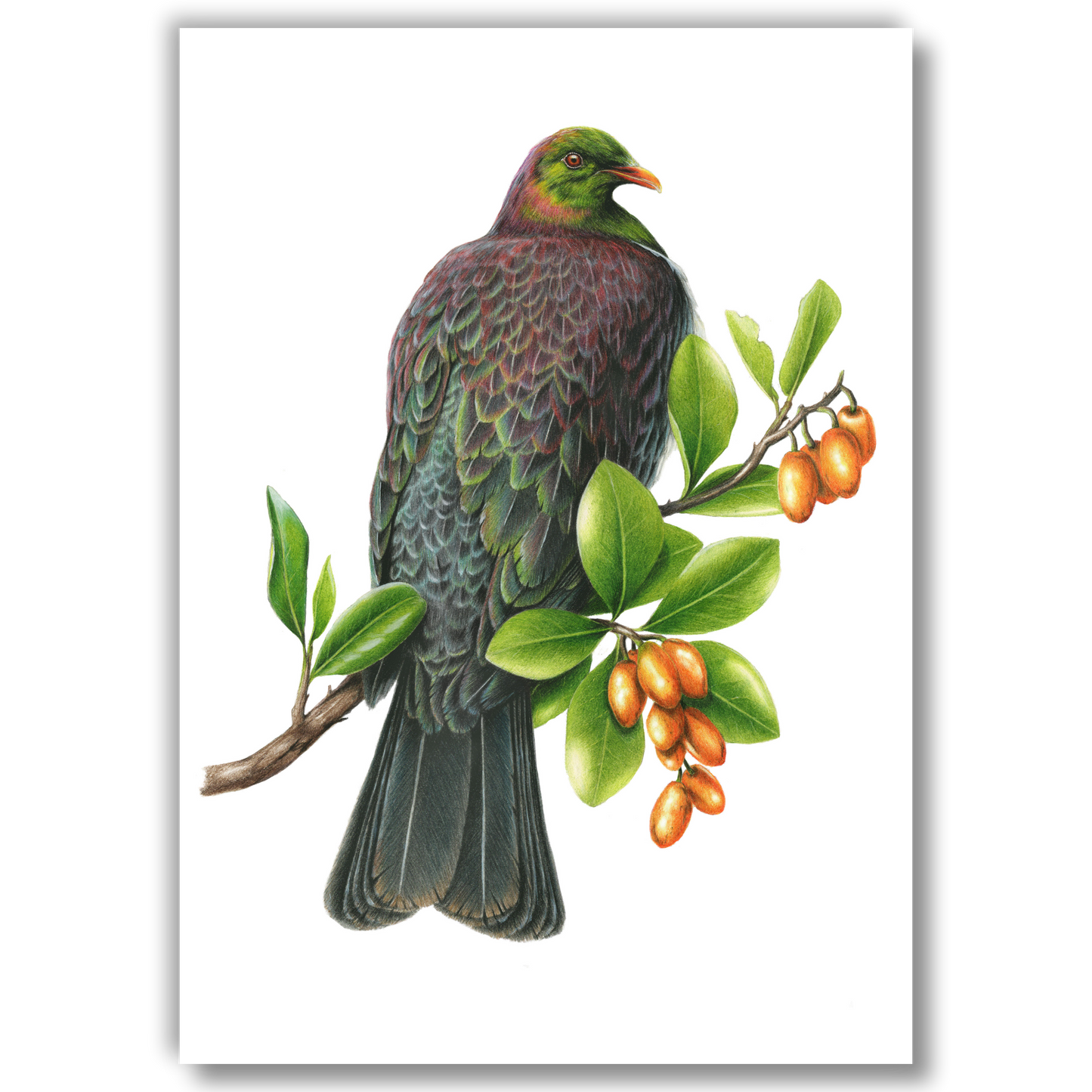 Kererū / Wood Pigeon - Joanne Bowe | New Zealand Artist