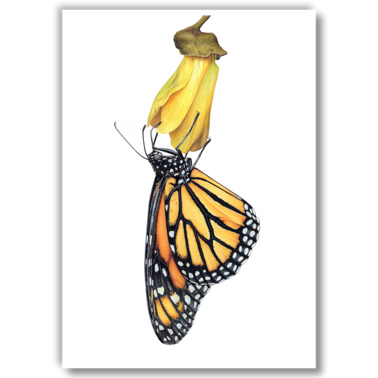 Monarch on Kowhai - Joanne Bowe | New Zealand Artist