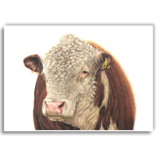 No. 19 'Brute' Hereford Bull - Limited Edition Art Print