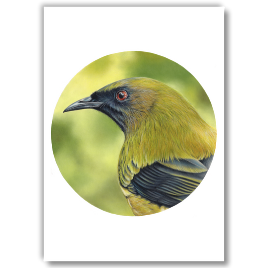 Bellbird (Circle Series) - Joanne Bowe | New Zealand Artist