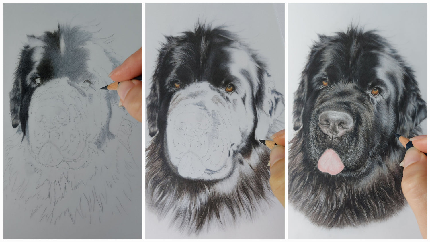 Collage showing the progress of a coloured pencil pet portrait of a black Newfoundland dog from early layers to detailed completion