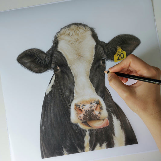 friesian cow art. colour pencil drawing by joanne bowe nz artist