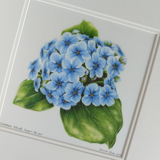blue chatham island forget me not original pencil drawing artwork by Joanne Bowe