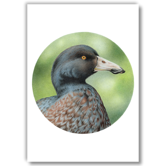 Blue Duck (Circle Series) - Joanne Bowe | New Zealand Artist