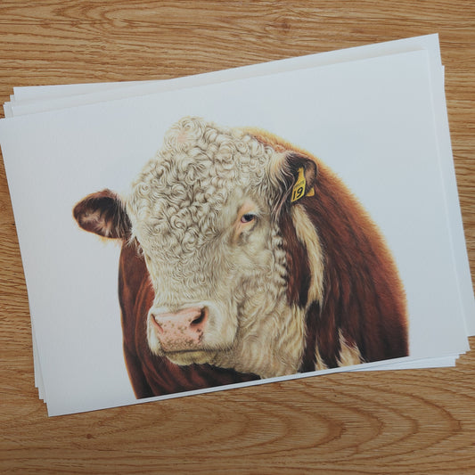 hereford bull art print. colour pencil drawing by joanne bowe