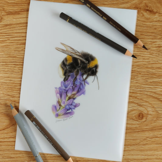 Original A5 bumble bee on lavender drawing on paper shown with coloured pencils