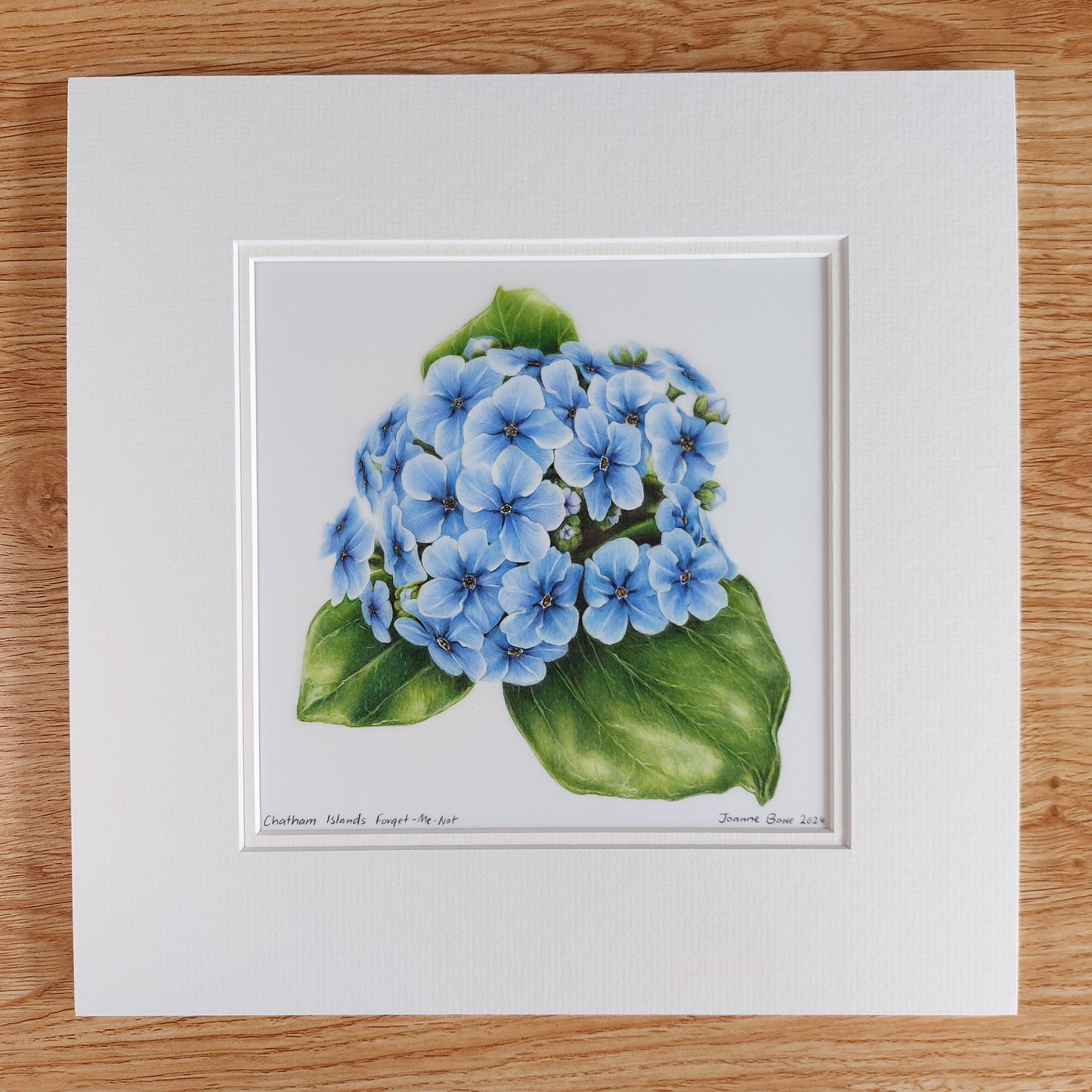 blue chatham island forget me not original pencil drawing artwork by Joanne Bowe