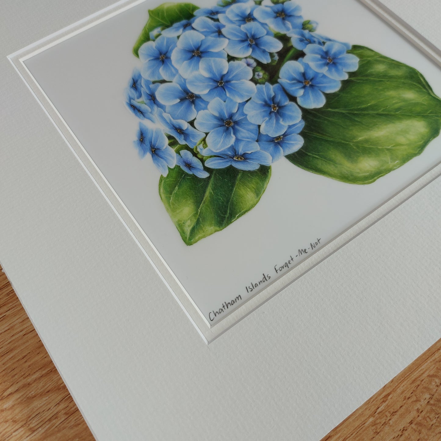 blue chatham island forget me not original pencil drawing artwork by Joanne Bowe