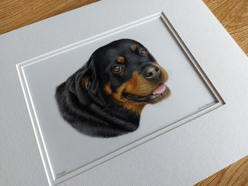 coloured pencil custom pet portrait of a rottweiler dog matted ready for framing
