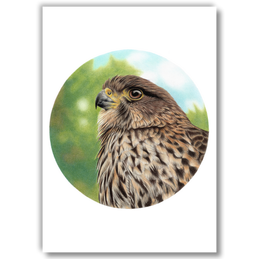 Falcon (Circle Series) - Joanne Bowe | New Zealand Artist