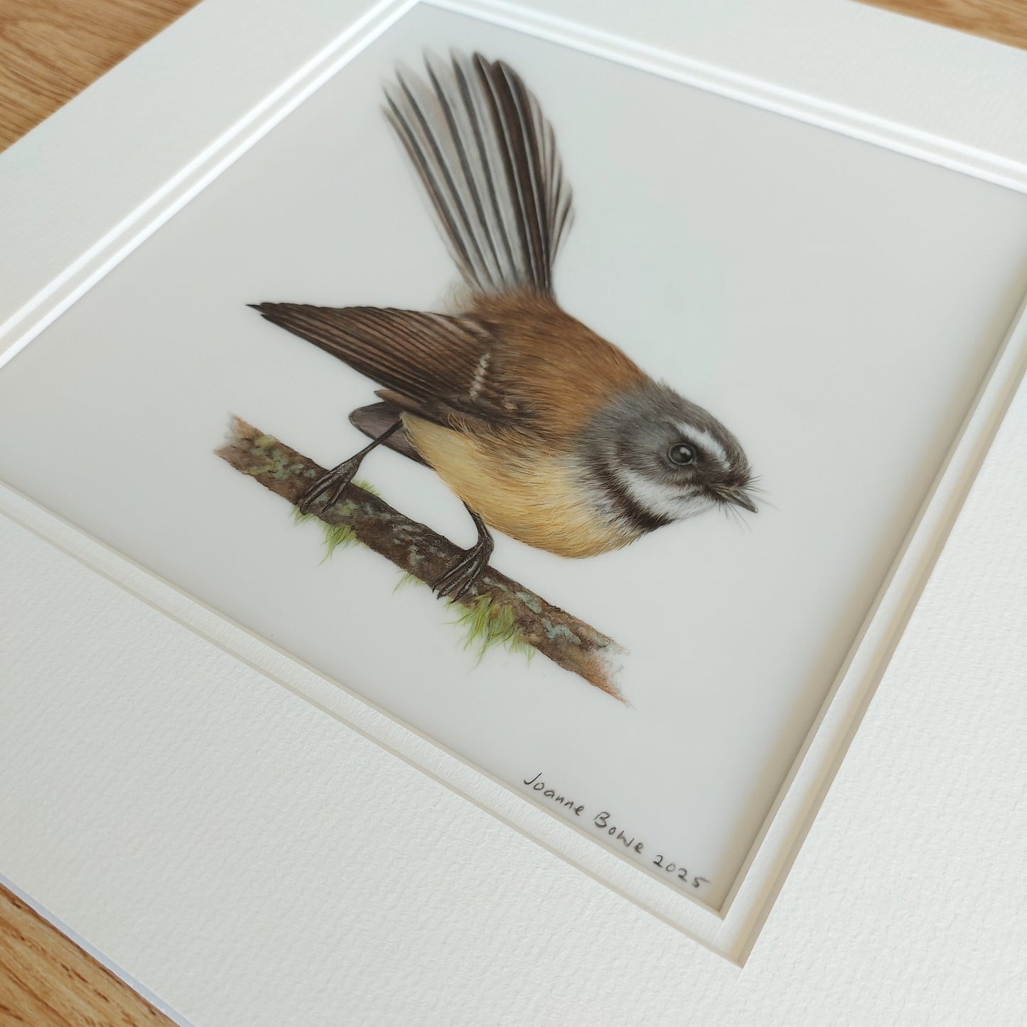 fantail drawing
