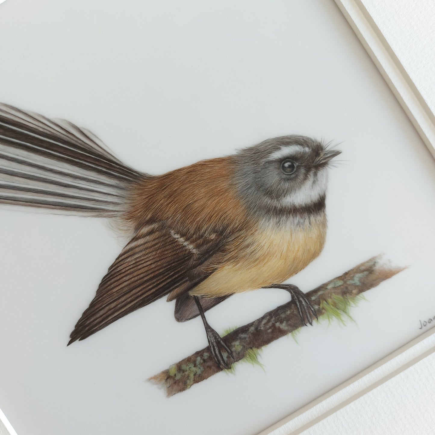 fantail drawing