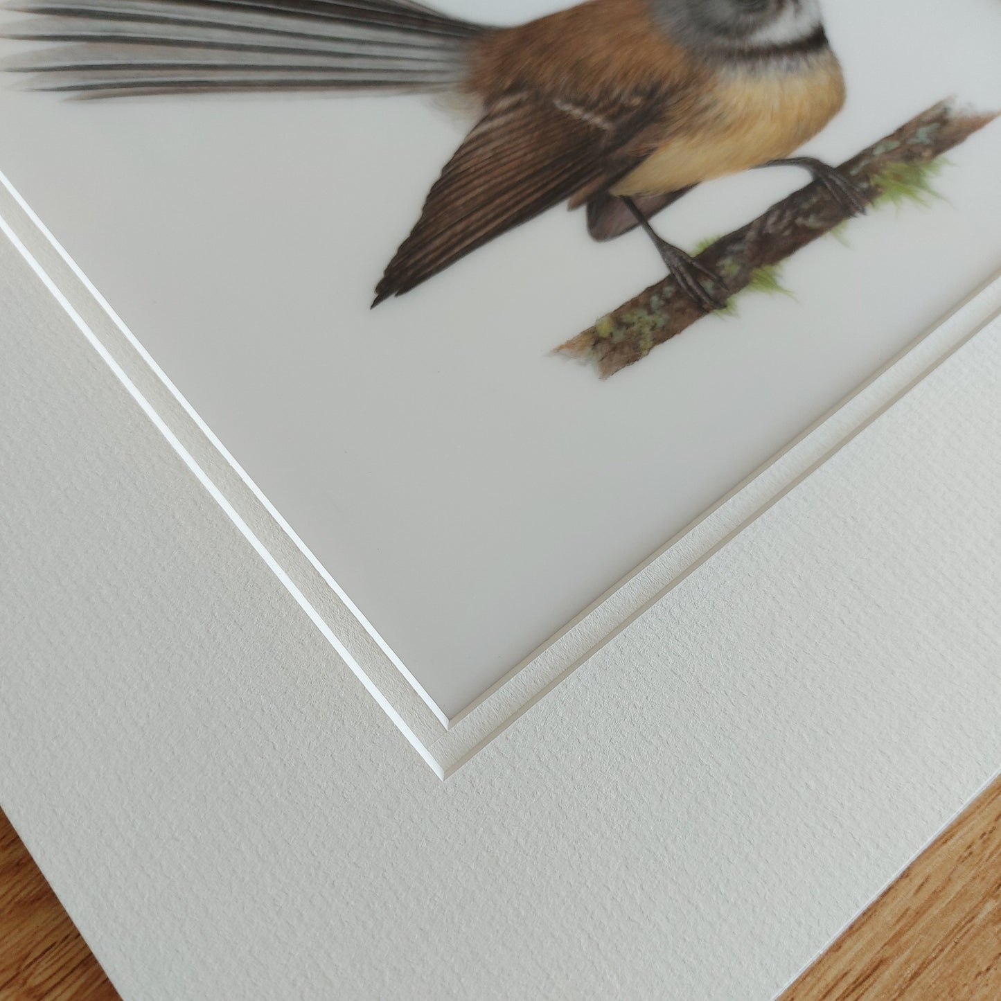 fantail piwakawaka drawing nz