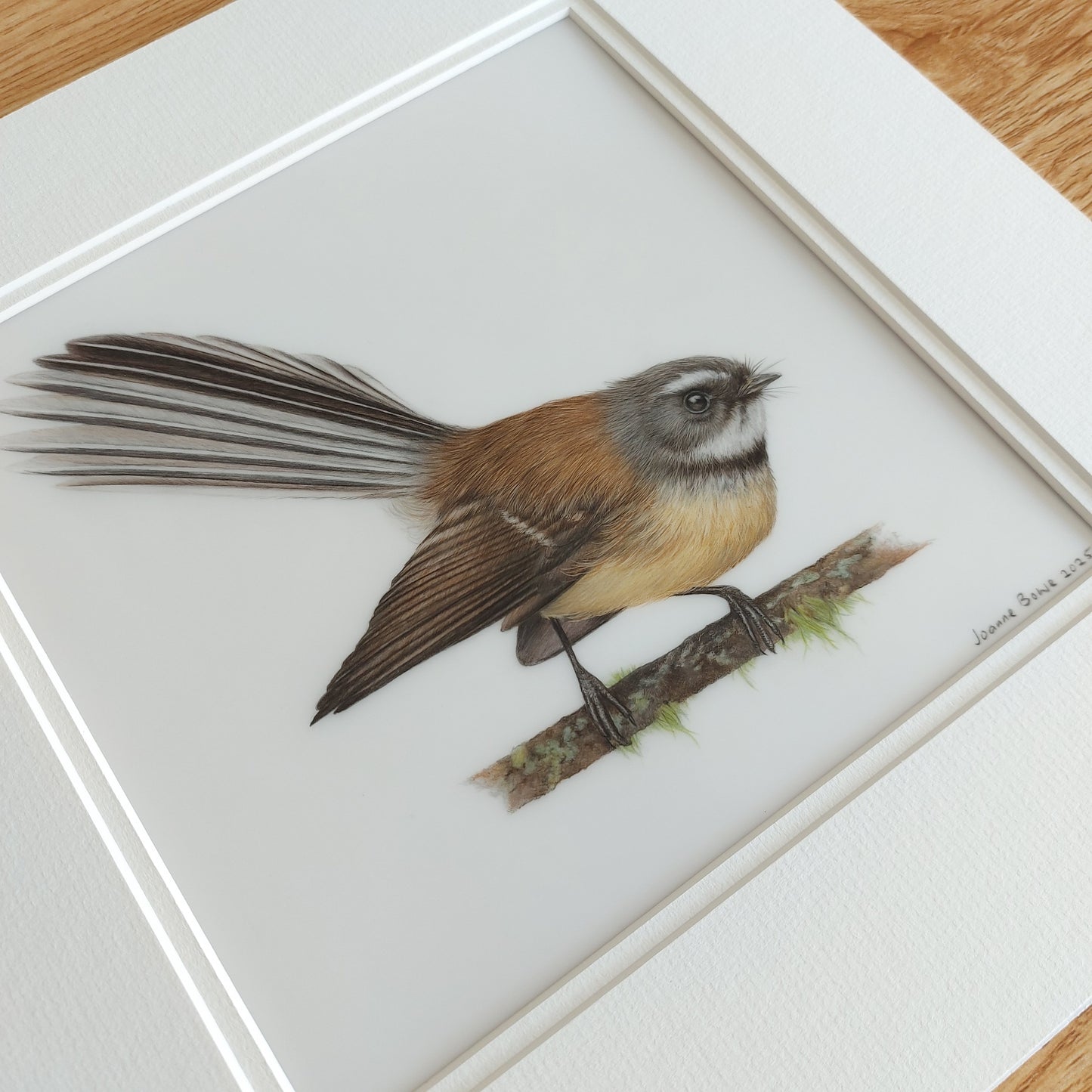 fantail colour pencil drawing