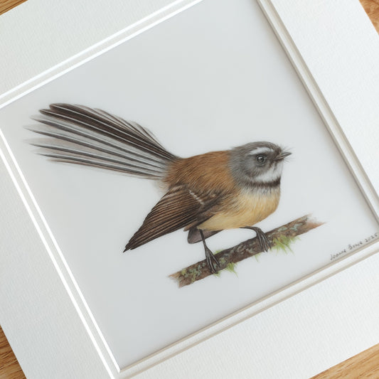 fantail piwakawaka drawing nz