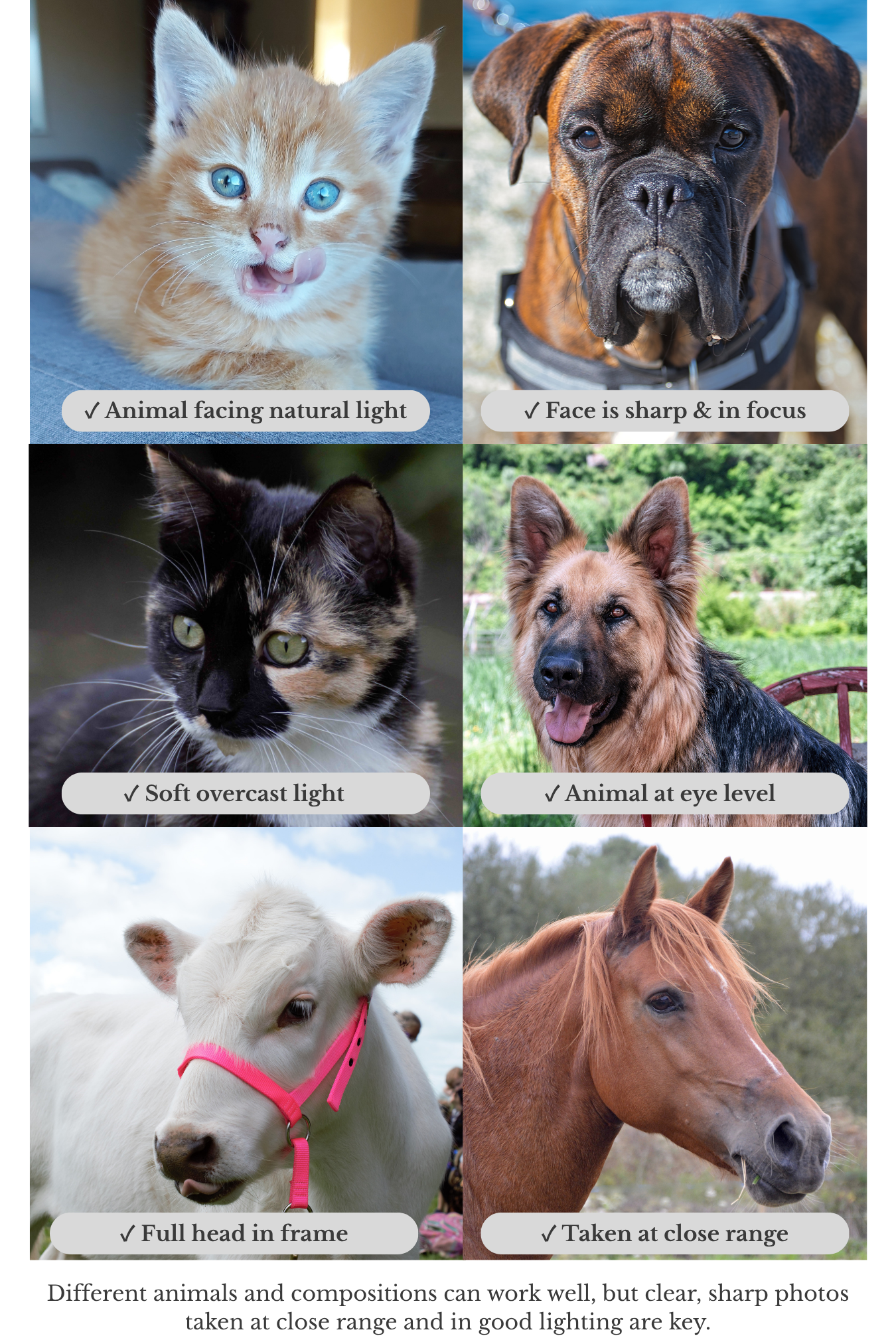 Examples of good pet reference photos for coloured pencil portraits showing clear lighting, eye-level angles, sharp focus, and close-up compositions.