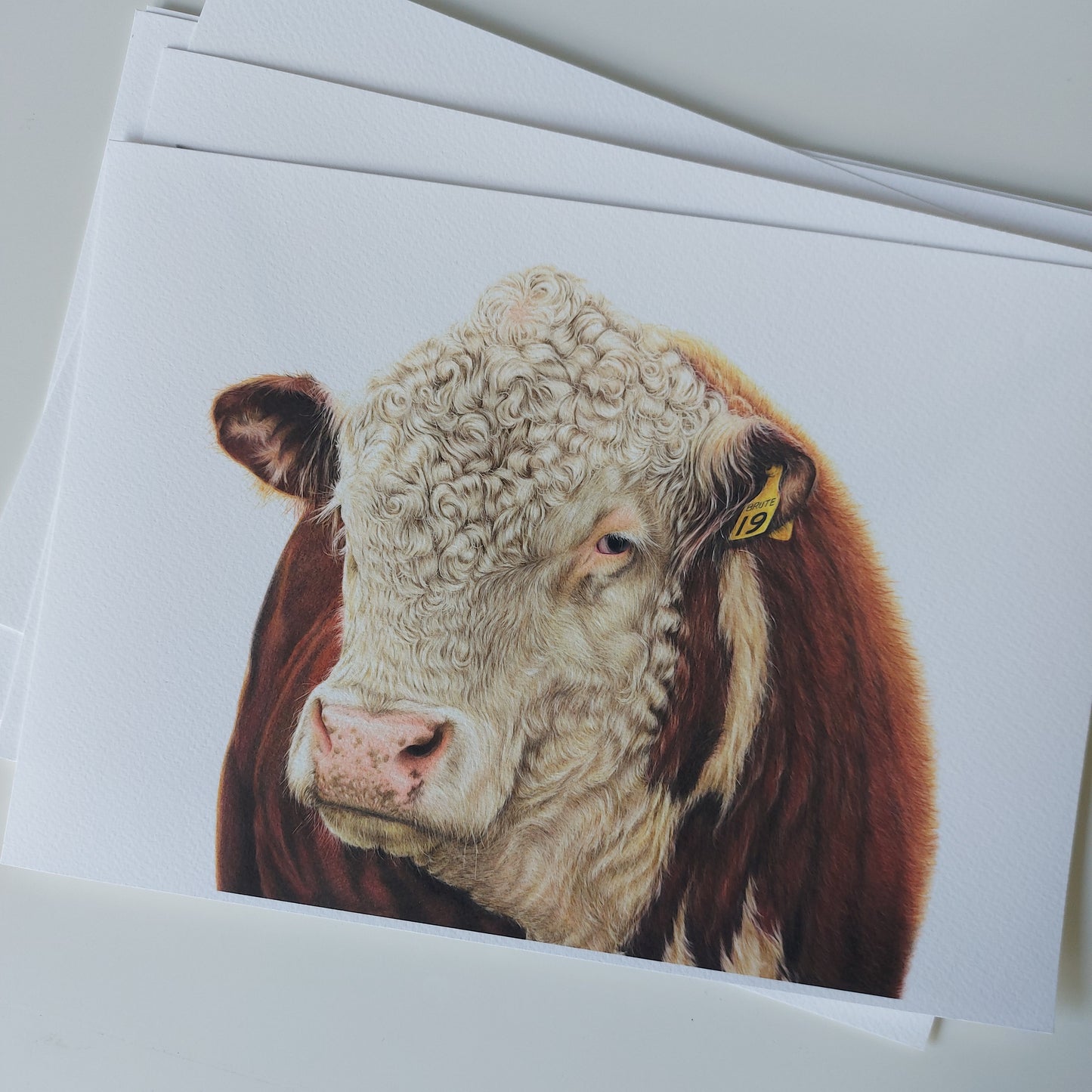 hereford bull art print. colour pencil drawing by joanne bowe