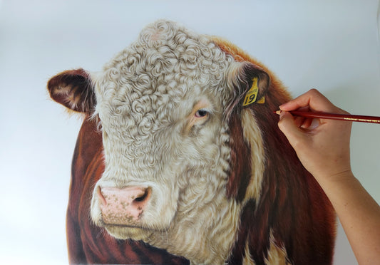 hereford bull art. colour pencil drawing artwork by joanne bowe