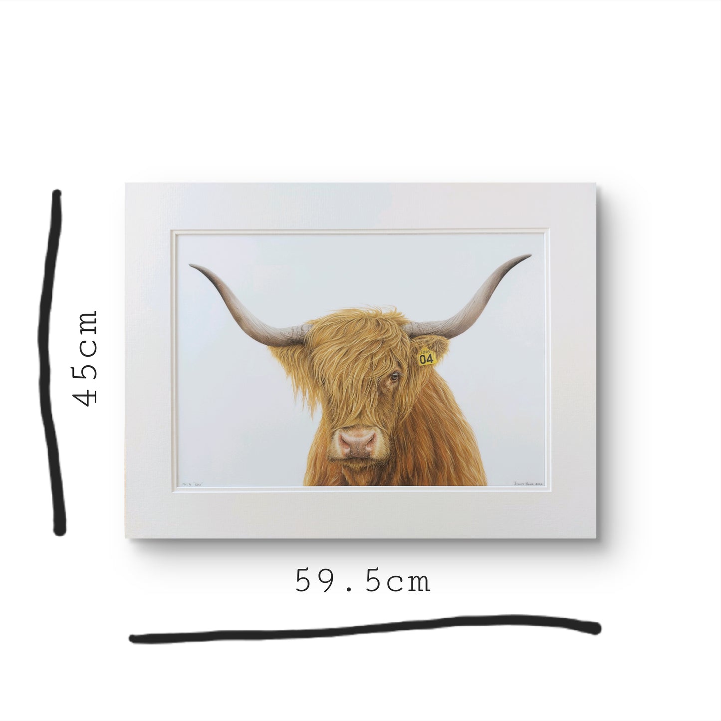 highland cow art, colour pencil drawing artwork by joanne bowe