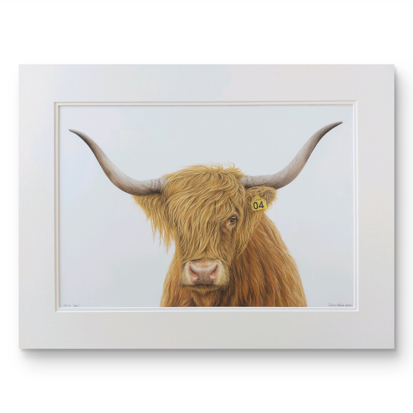 highland cow art print, colour pencil drawing by joanne bowe