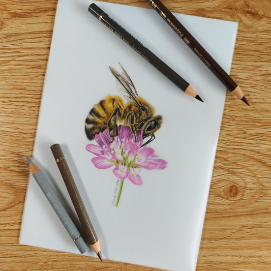 Original A5 honey bee on clover drawing on paper shown with coloured pencils