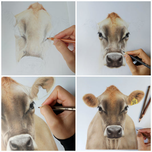 jersey cow face drawing