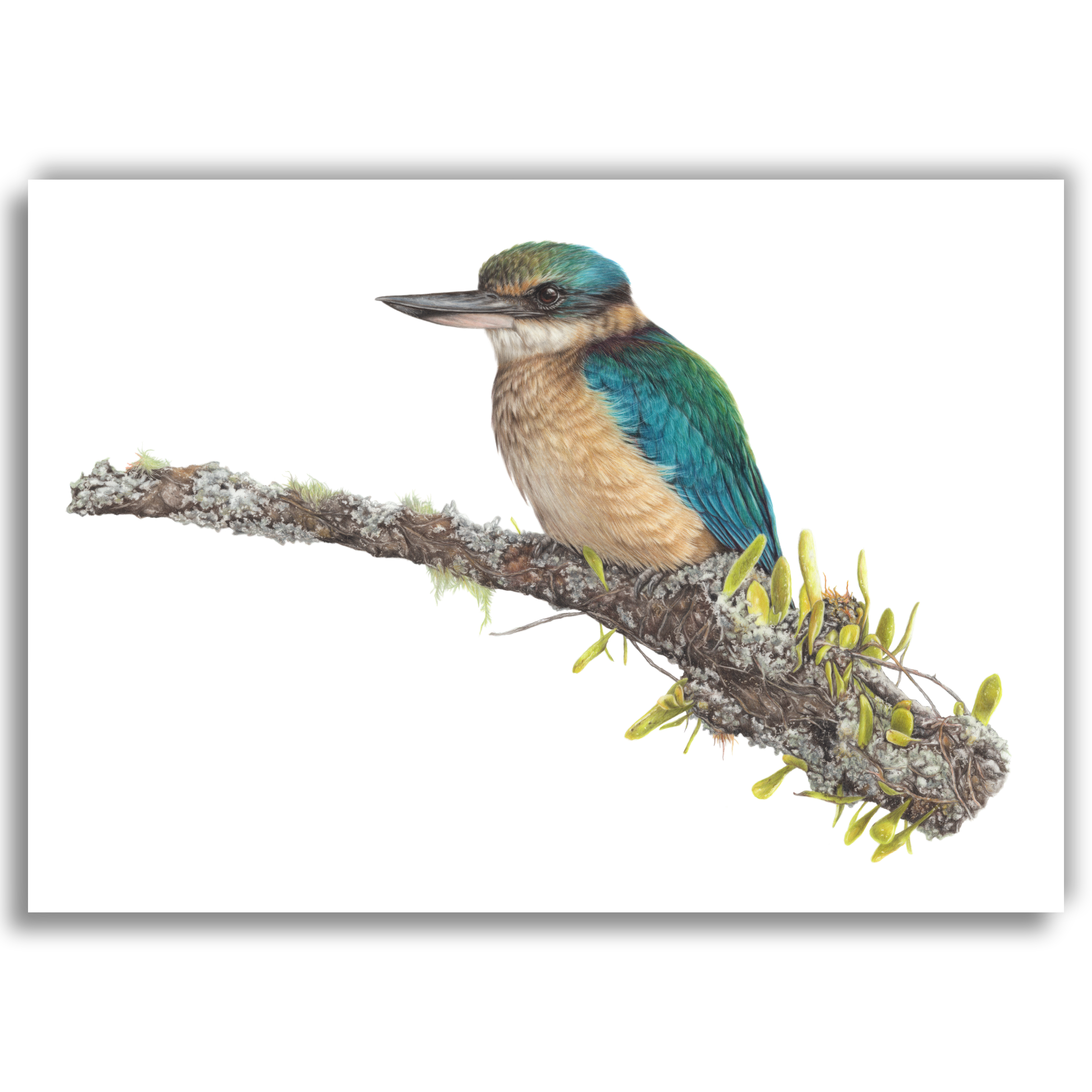 Kingfisher's Lookout | Limited Edition Fine Art Print by Joanne