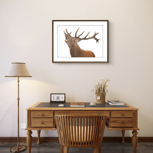 Roaring Red Stag limited edition art print displayed in an interior setting