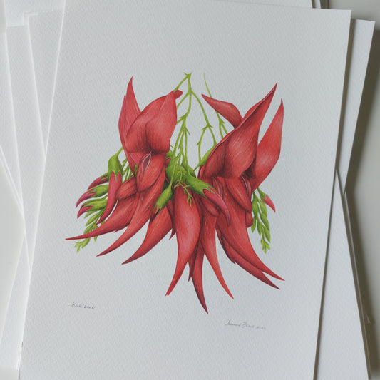 Detail of coloured pencil artwork showing bold red kākābeak flowers in the open edition art print.