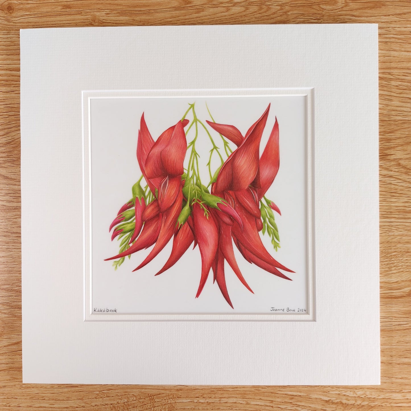 red kakabeak clianthus original pencil drawing artwork by Joanne Bowe